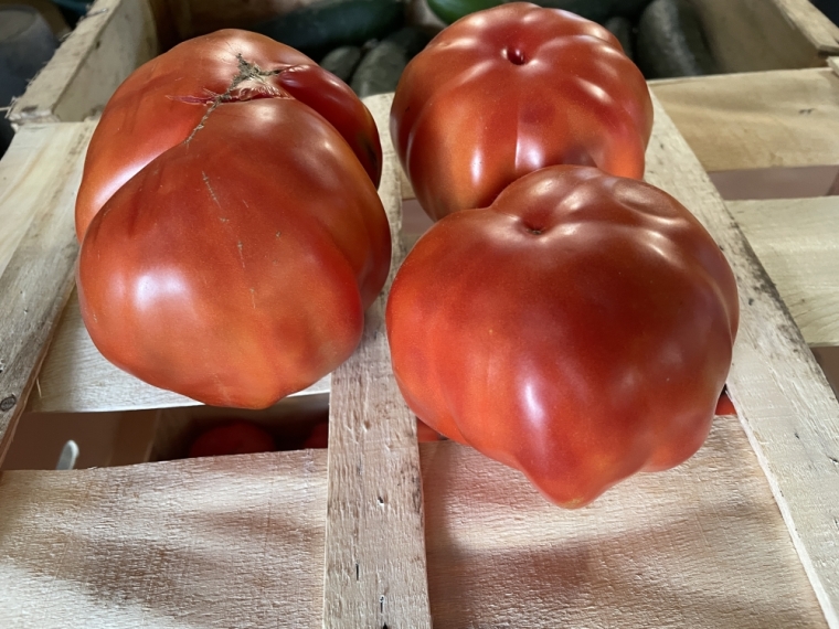 À la ferme d’ alzetta à Porto Vecchio la délicieuse tomate cœur de bœuf en vente à l’association U Core Paesanu à Porto Vecchio , Porto-Vecchio, La Ferme d'Alzetta