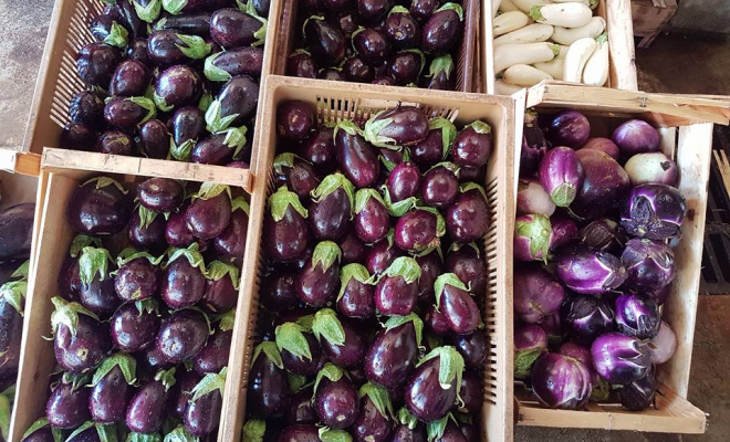 Nos légumes bio, Porto-Vecchio, La Ferme d'Alzetta