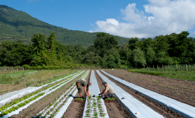 Nos légumes bio, Porto-Vecchio, La Ferme d'Alzetta